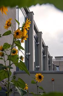 Sonnenblumen a. Institut b2 