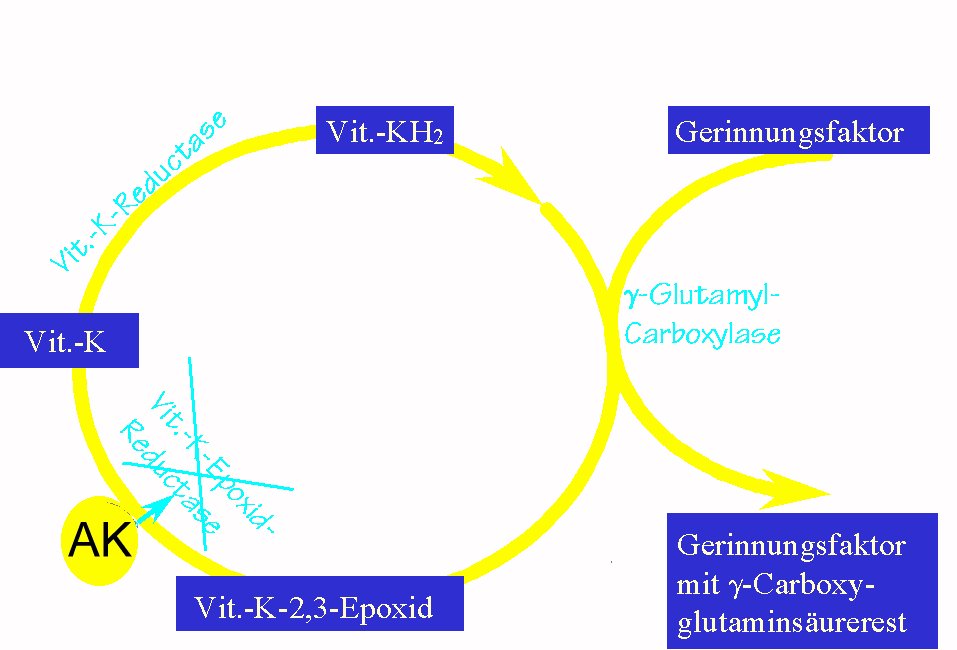 Vitamin K-Cyclus