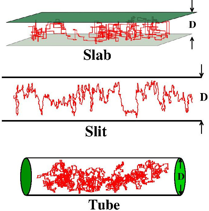 Confined
              polymers