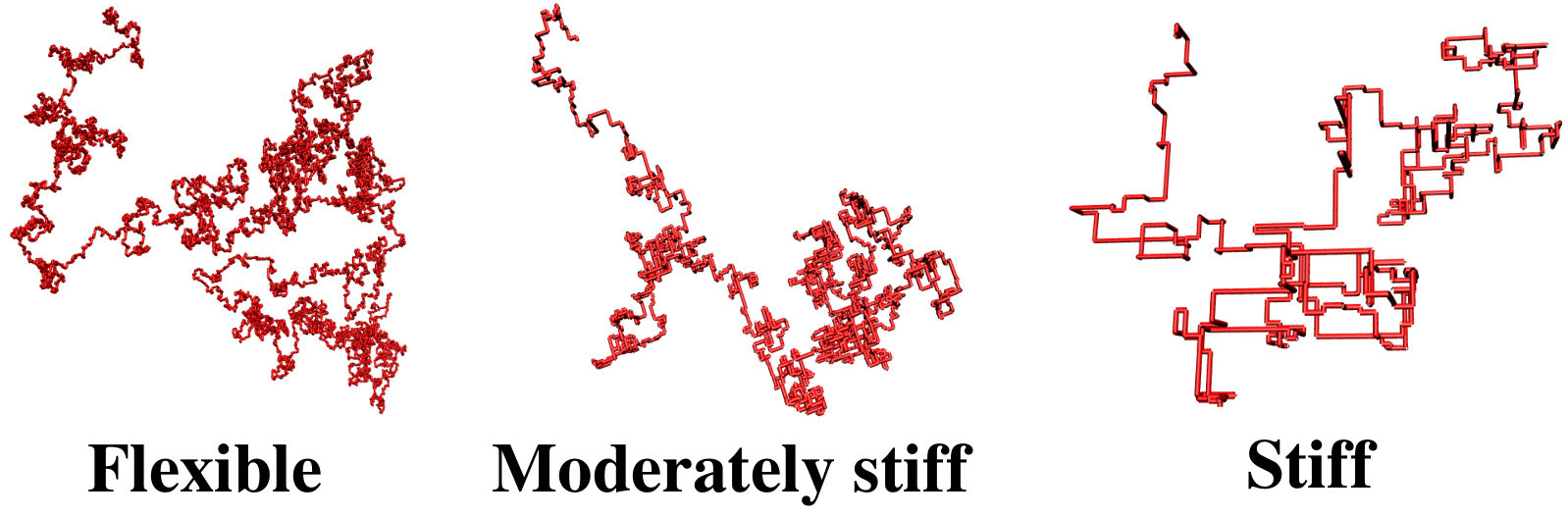 Semiflexible polymer
              chains