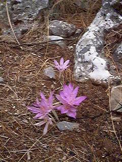 Colchicum autumnale