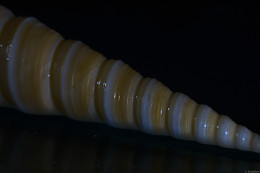 Klick to see High Resolution