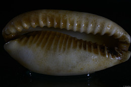 Klick to see High Resolution