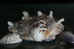 Klick to see High Resolution