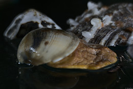 Klick to see High Resolution