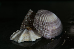 Klick to see High Resolution