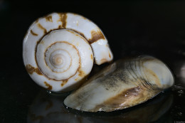 Klick to see High Resolution