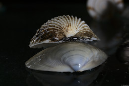 Klick to see High Resolution