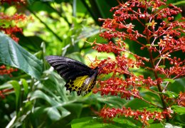 Klick to see High Resolution