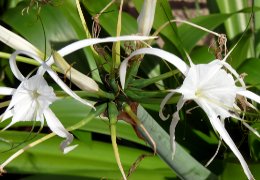 Klick to see High Resolution