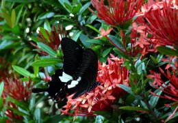 Klick to see High Resolution