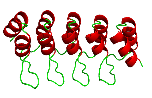 Cartoon of ankyrin repeat protein