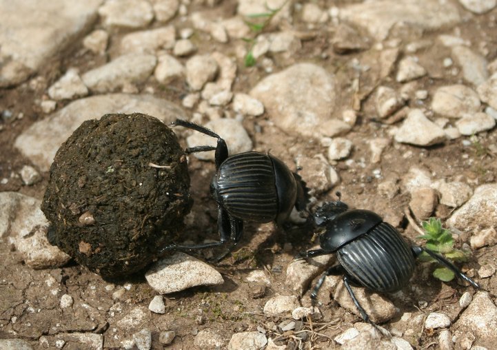 Scarabaeus laticollis near a nuraghe near Monte Tiscali, Sardinia, Italy