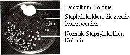 Kultur-Platte 12KB
