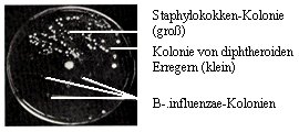 Kultur-Platte 12KB